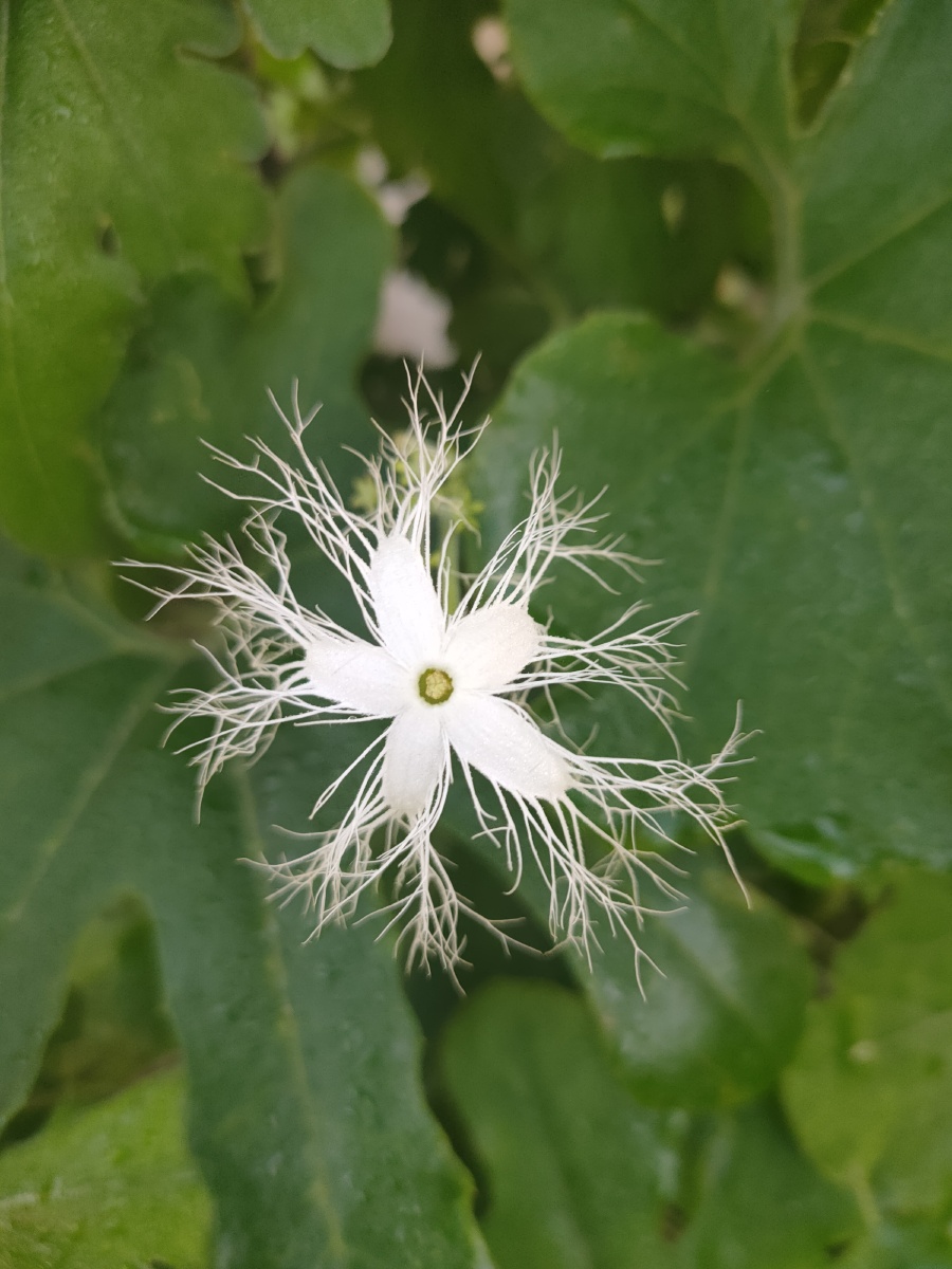 蛇豆花 - 日月星001 - 图虫