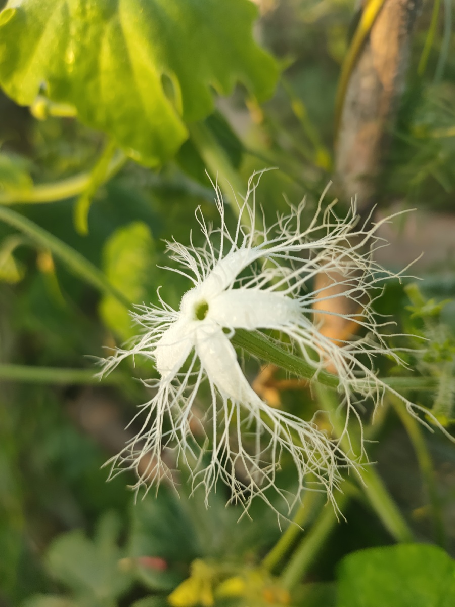 蛇豆花 - 日月星001 - 图虫