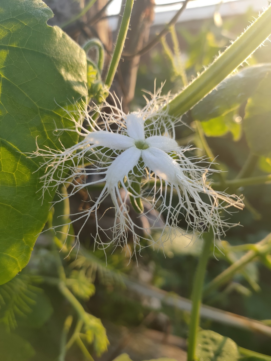 蛇豆花 - 日月星001 - 图虫