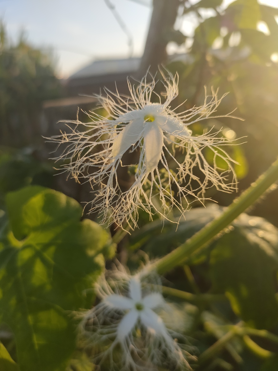 蛇豆花 - 日月星001 - 图虫