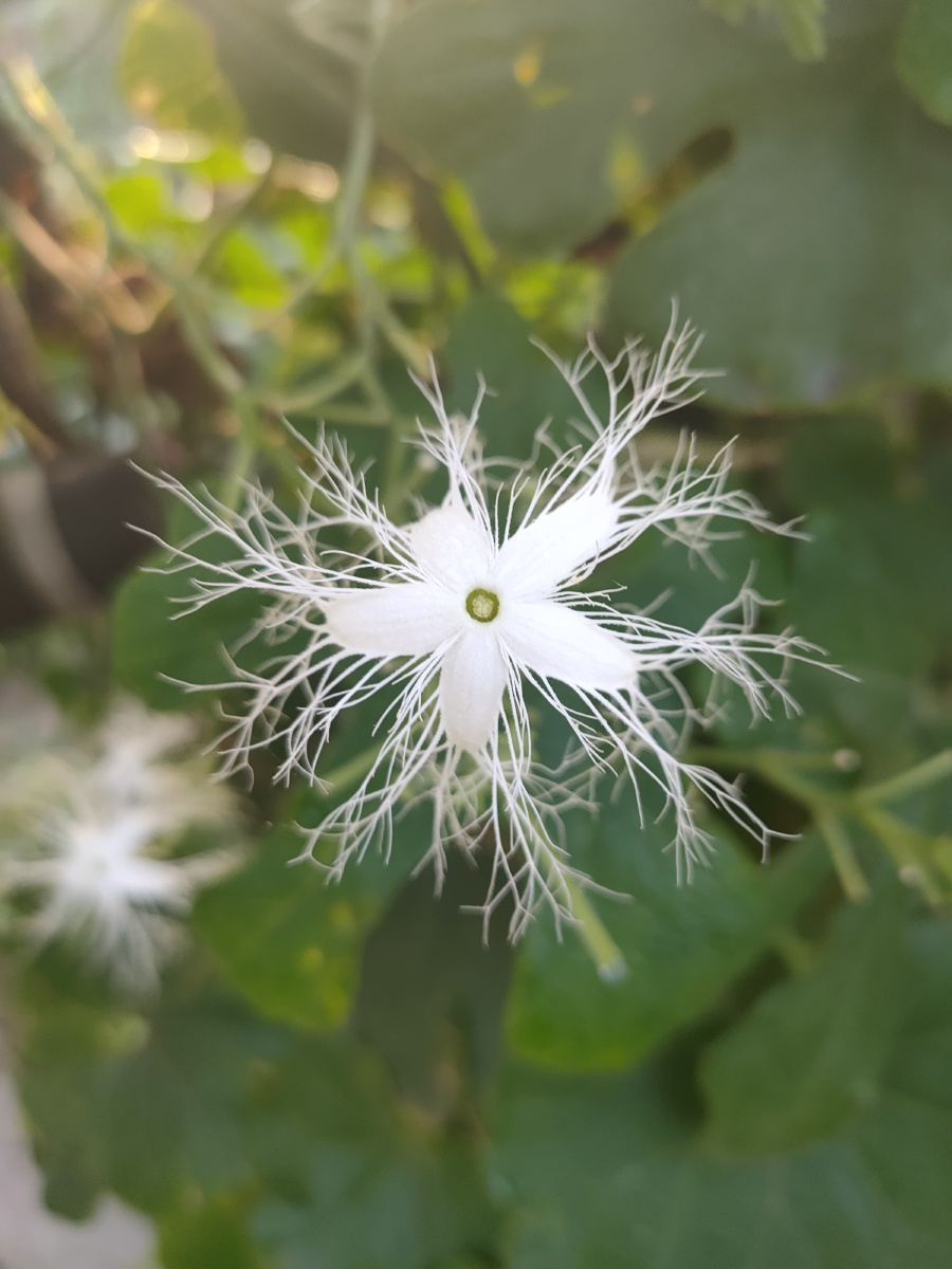 蛇豆花 - 日月星001 - 图虫