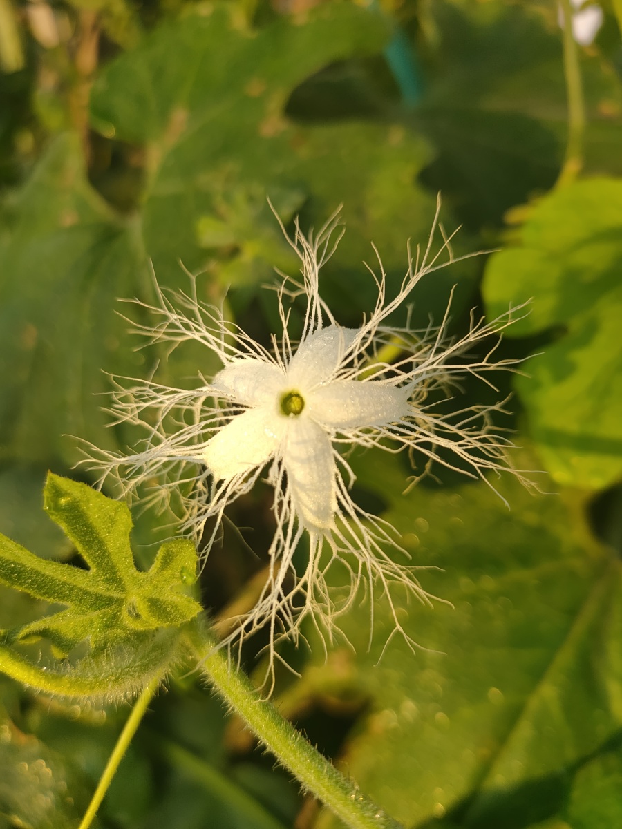 蛇豆花 - 日月星001 - 图虫