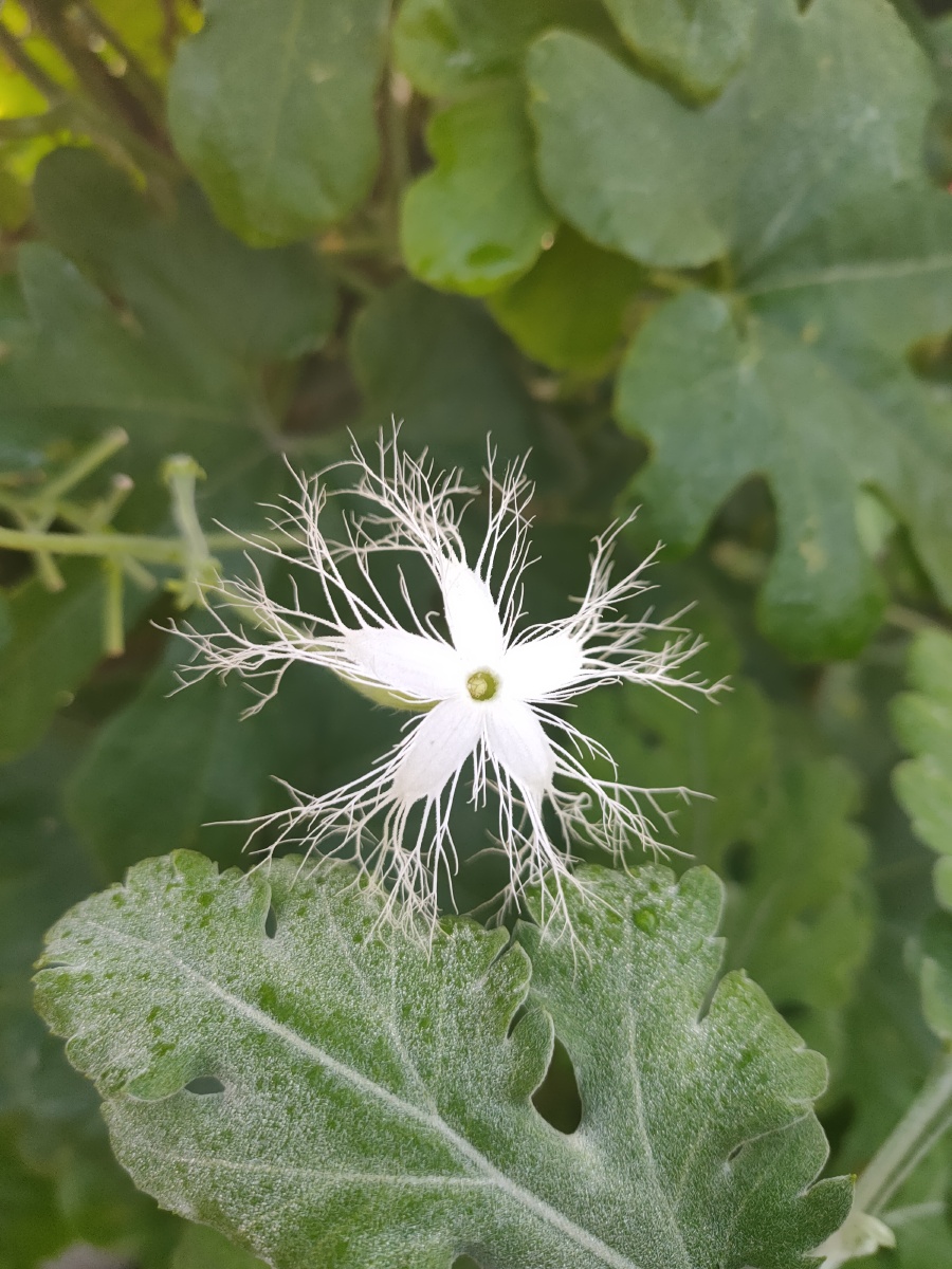 蛇豆花 - 日月星001 - 图虫