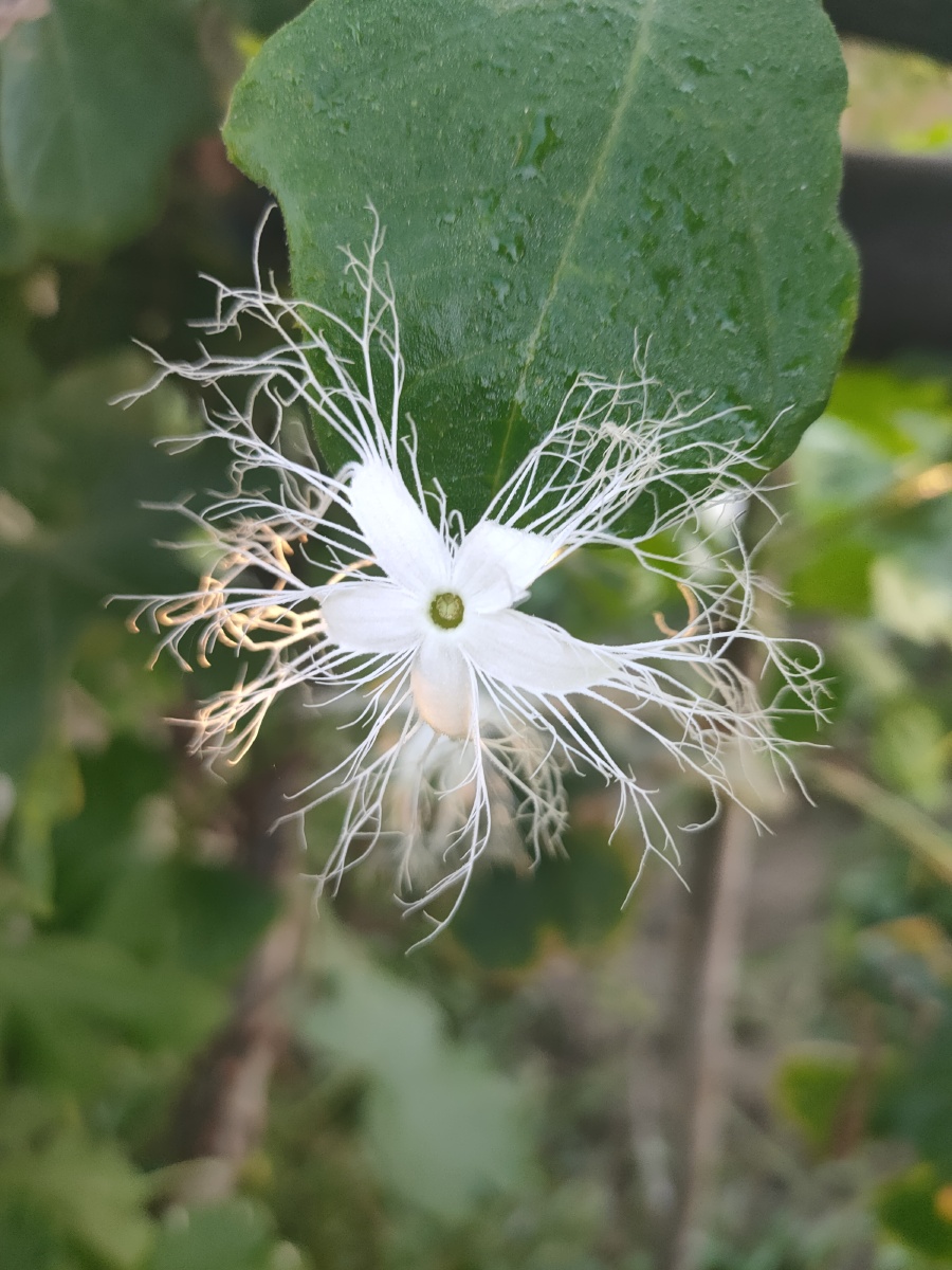 蛇豆花 - 日月星001 - 图虫