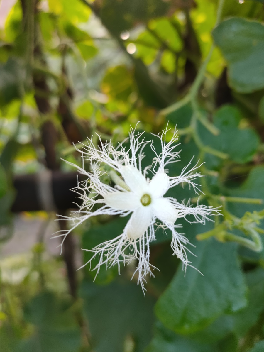 蛇豆花 - 日月星001 - 图虫