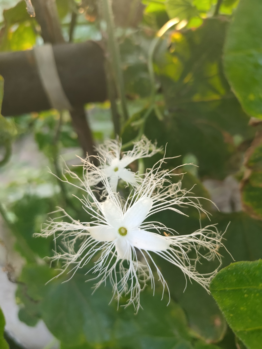 蛇豆花 - 日月星001 - 图虫