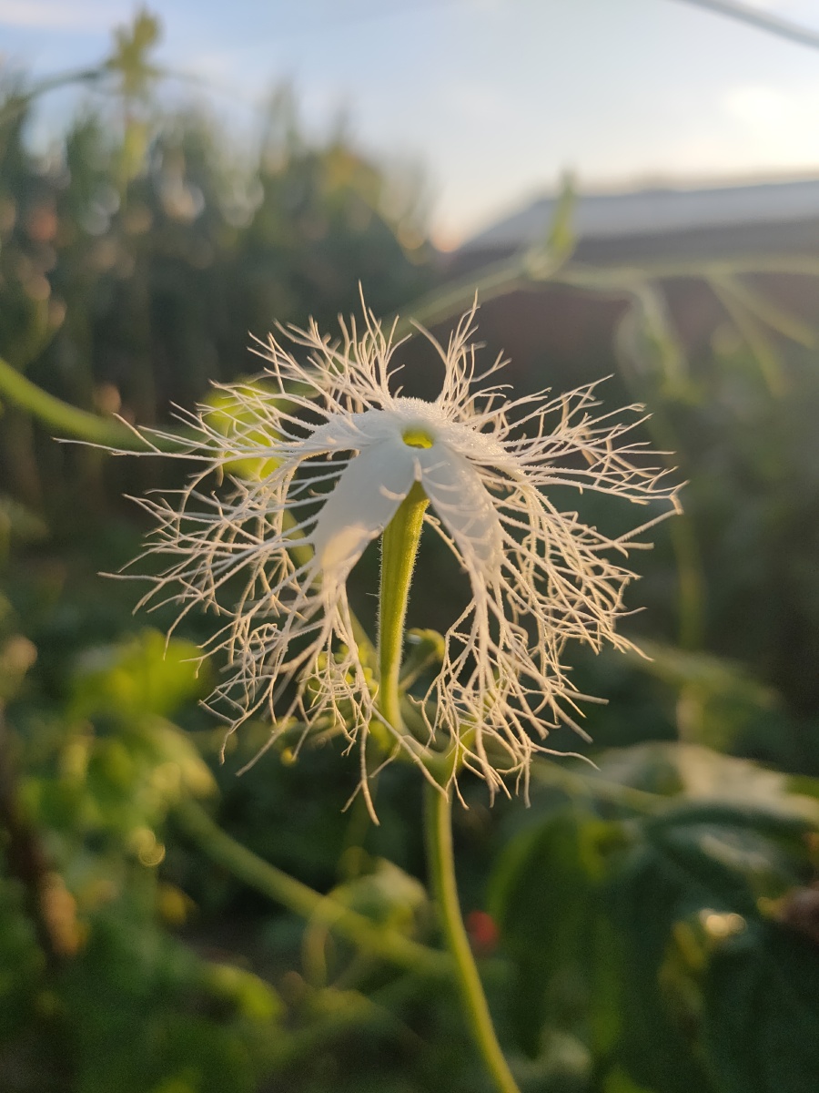 蛇豆花 - 日月星001 - 图虫