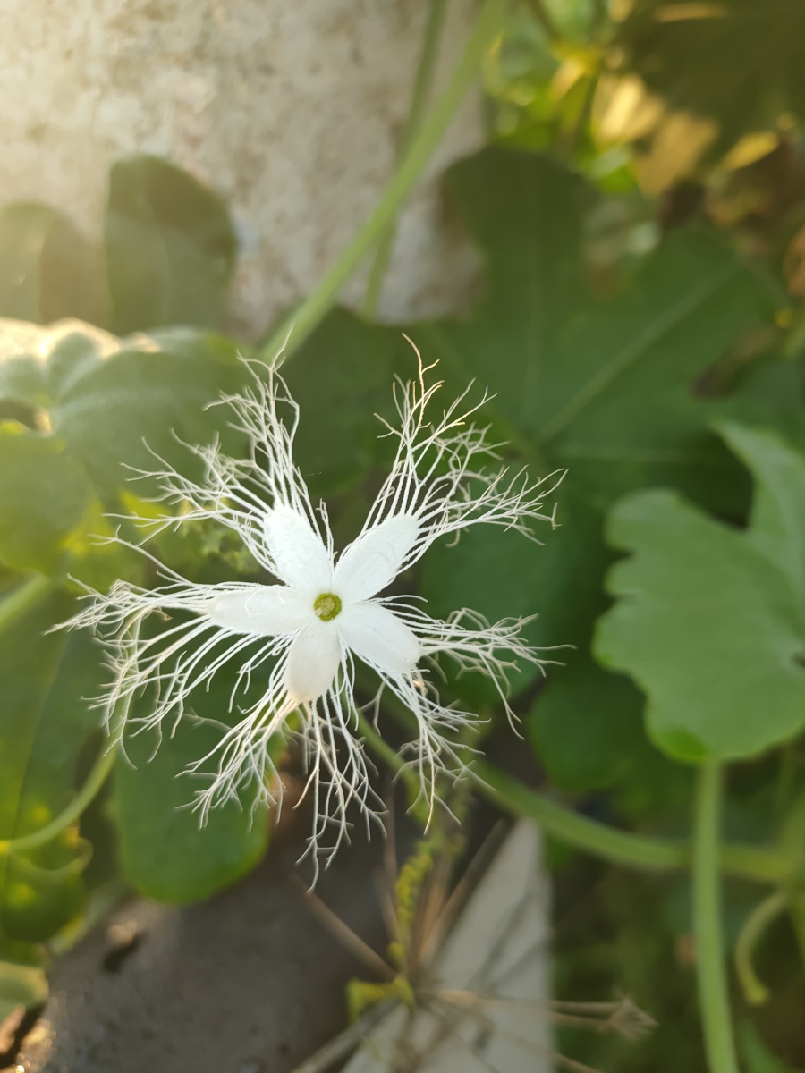 蛇豆花 - 日月星001 - 图虫