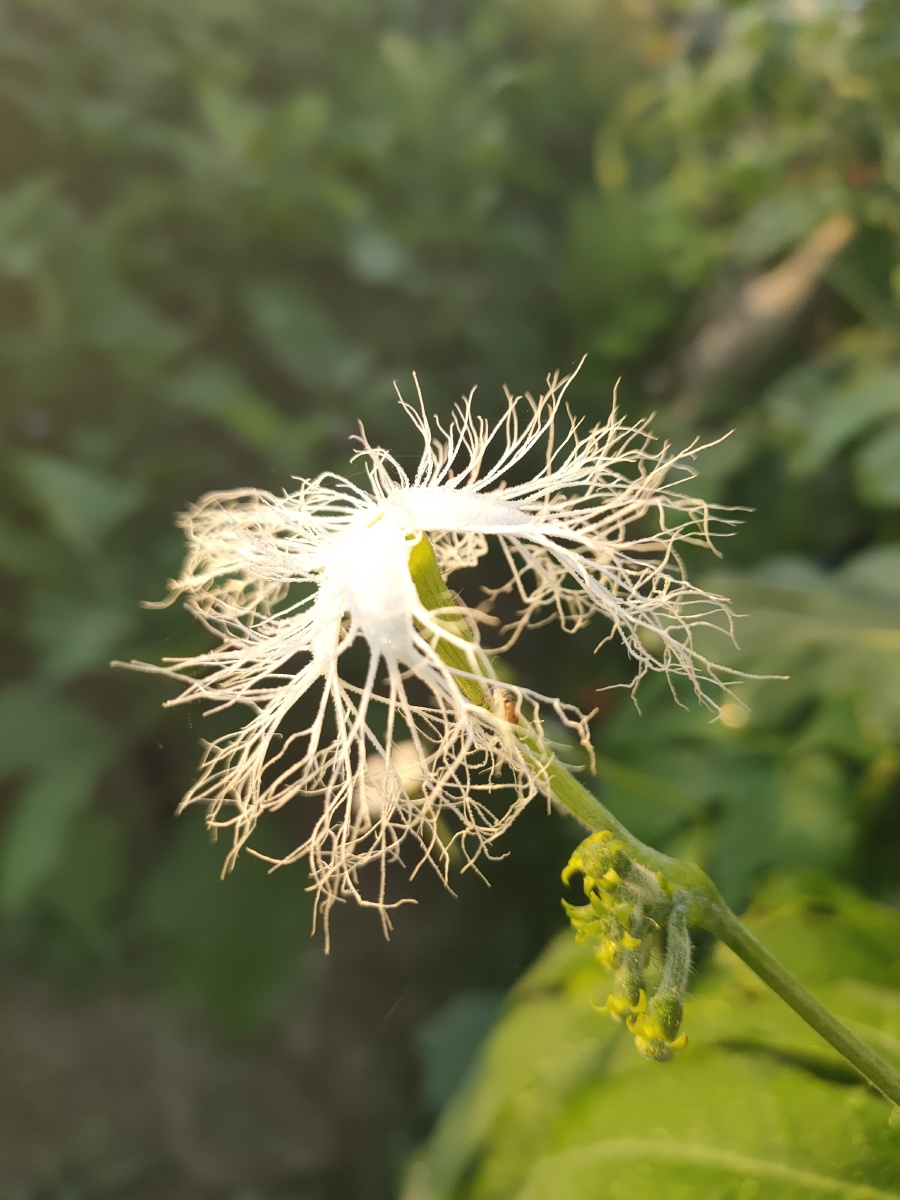 蛇豆花 - 日月星001 - 图虫
