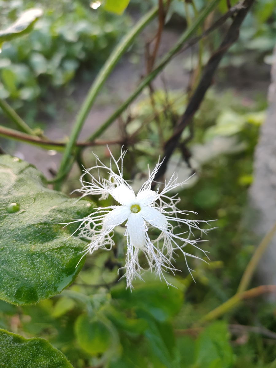 蛇豆花 - 日月星001 - 图虫