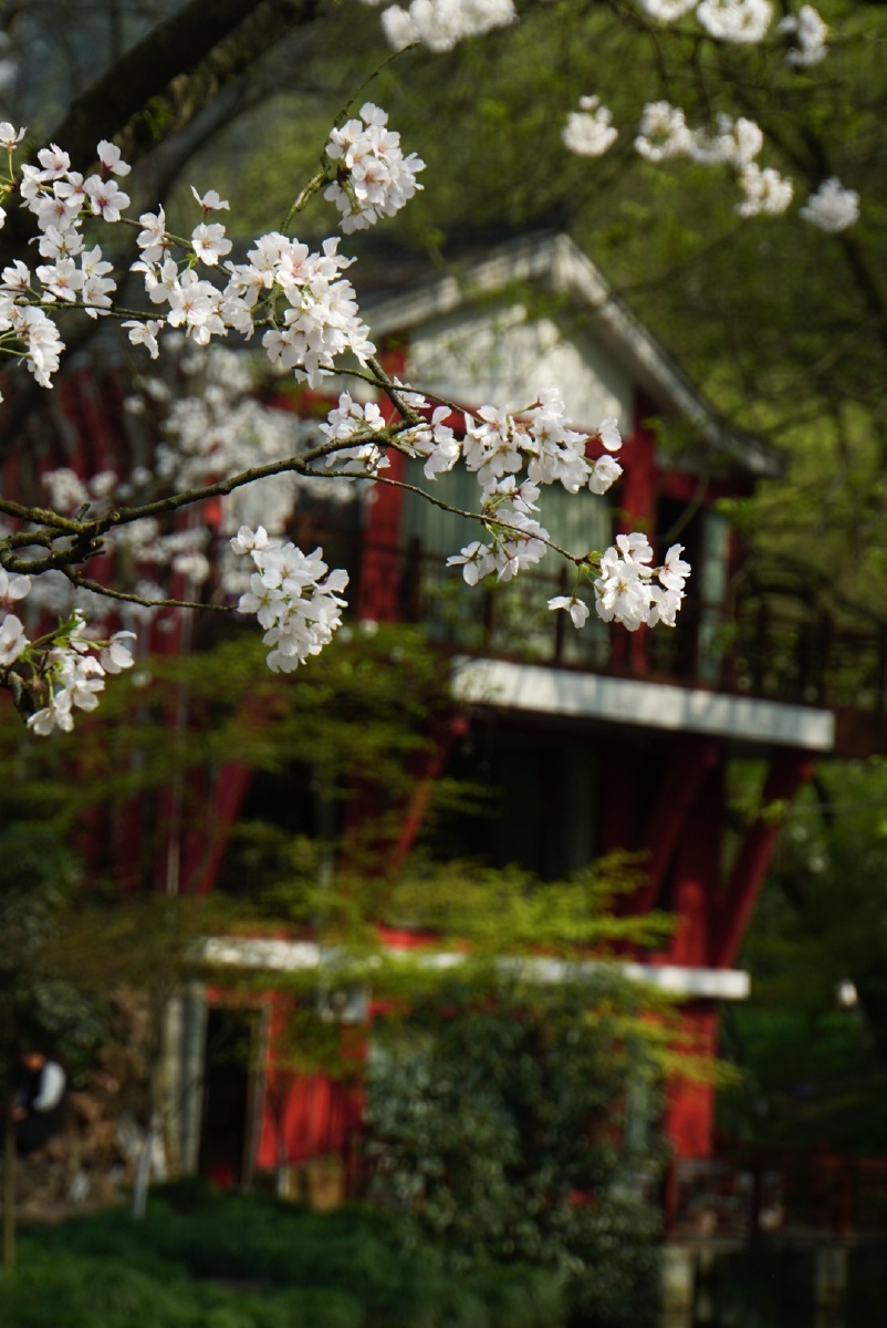 太子湾花之盛宴 - 梨花院落伴柳絮池塘 - 图虫