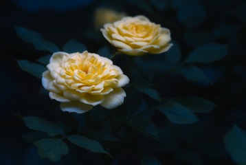 7067673