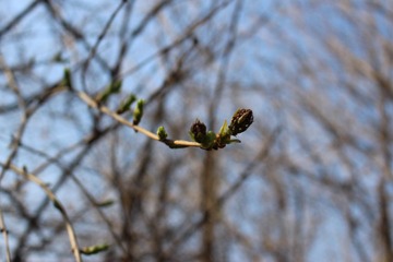 IMG_0100.jpg