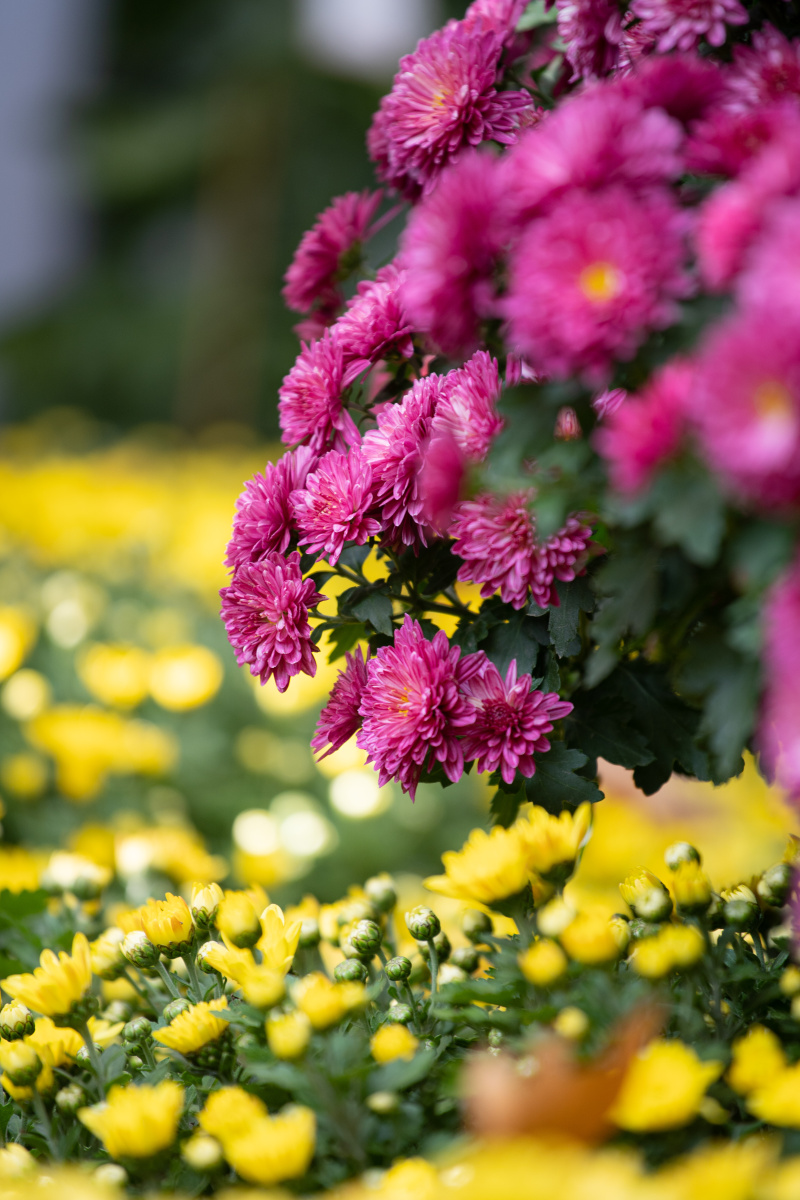 菊花爆满山 - 小米白 - 图虫
