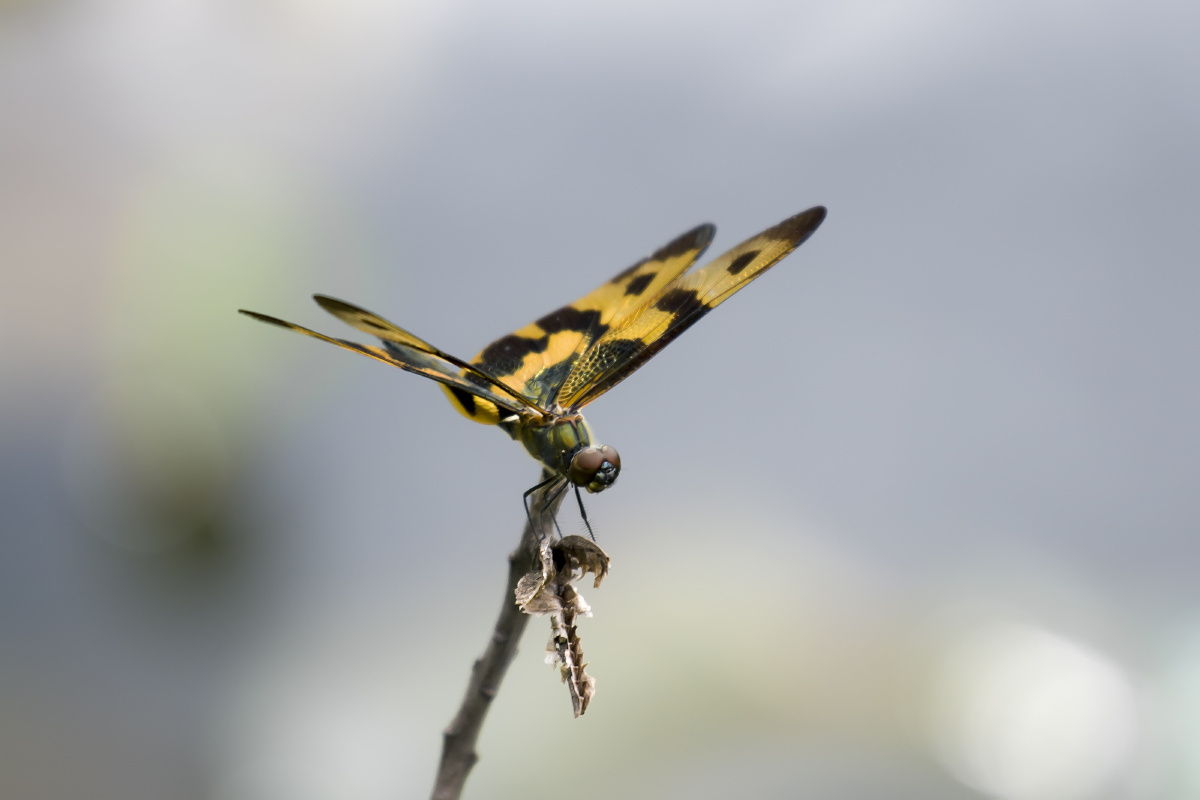 斑丽翅蜻翩翩起舞