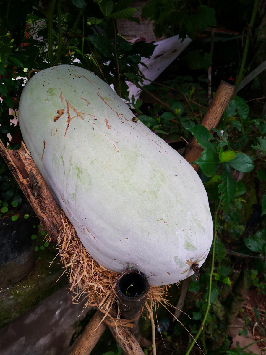 "赶冬瓜上架" - 小米白 - 图虫