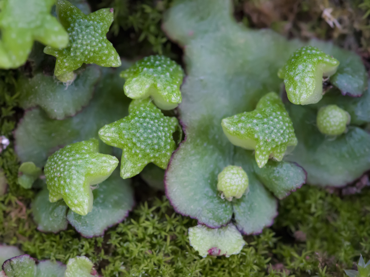 地钱宝宝游园会