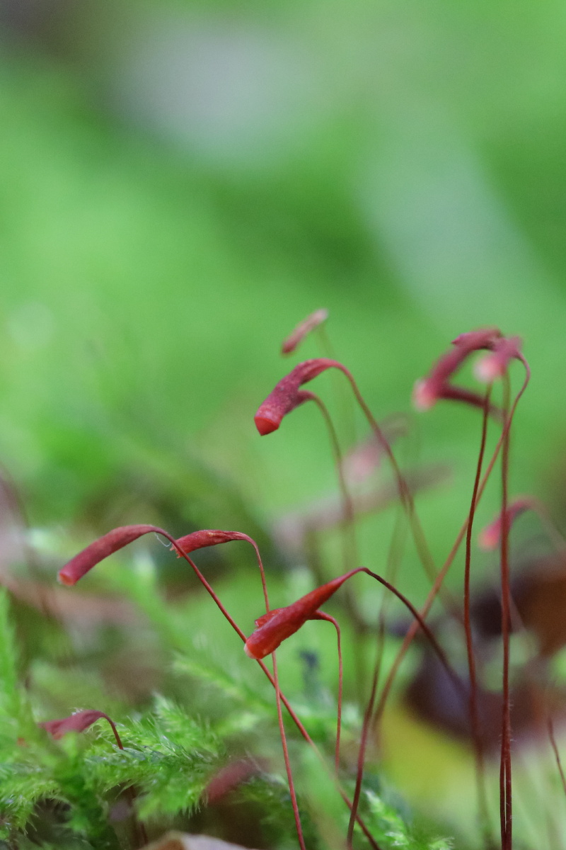 苔藓植物囊孢子微距一组上