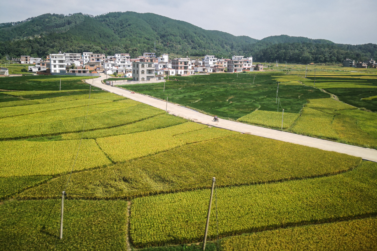 岭南乡村风光良田阡陌又到收货季节