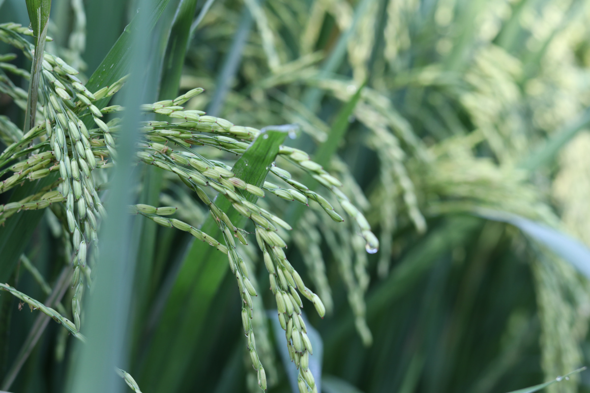 乡村系列稻子 - 小米白