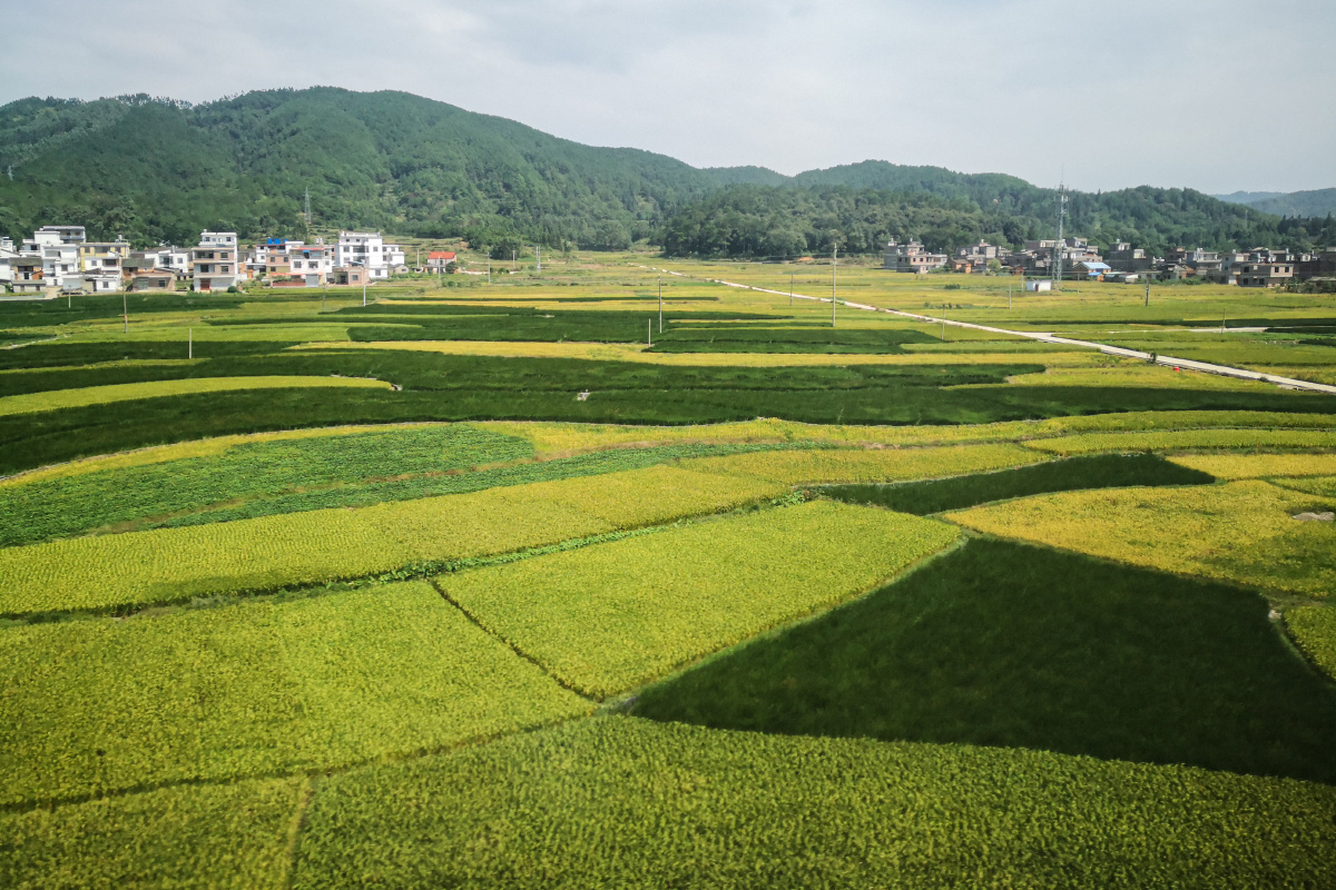 岭南乡村风光良田阡陌又到收货季节
