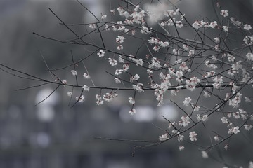 3032460