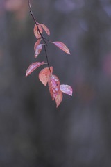 3045306