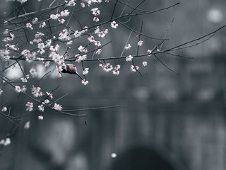 3032078