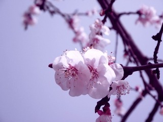 DSCF4495附件.jpg