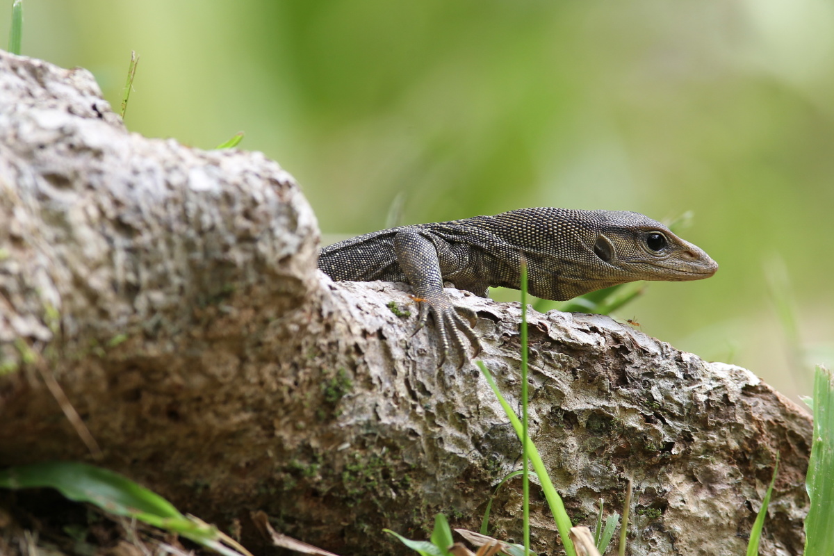 泰国普吉考帕吊公园的蜥蜴