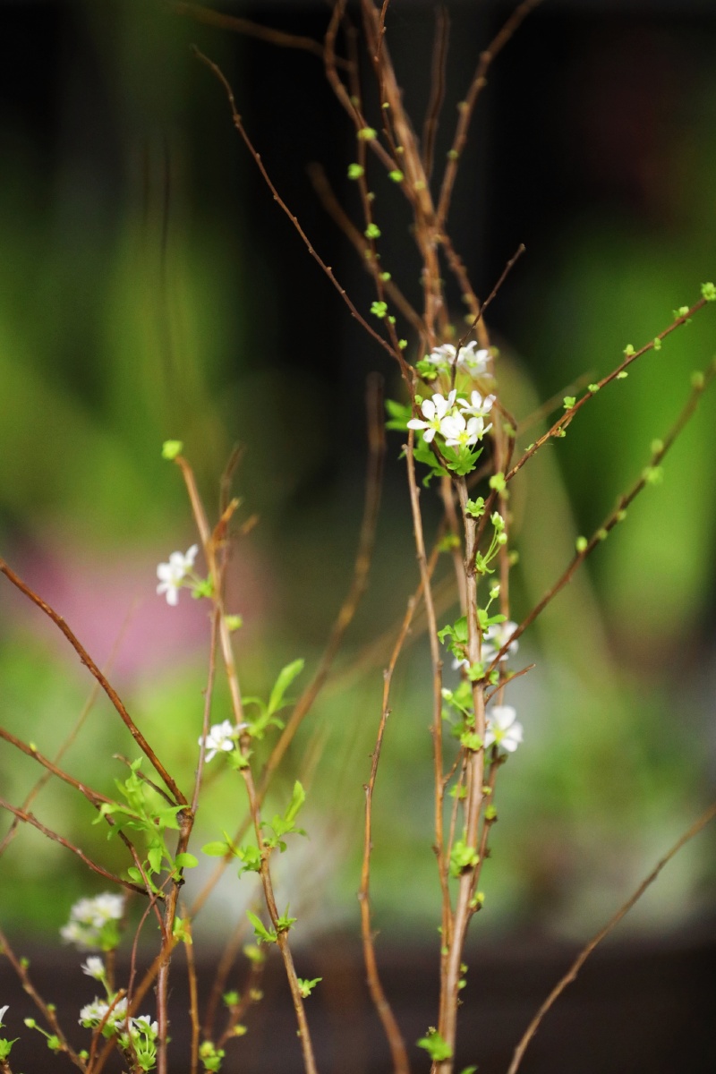 海人叶子昆虫植物#蜘蛛花园花特写露水自由度蜘蛛网雪柳还没有人打赏