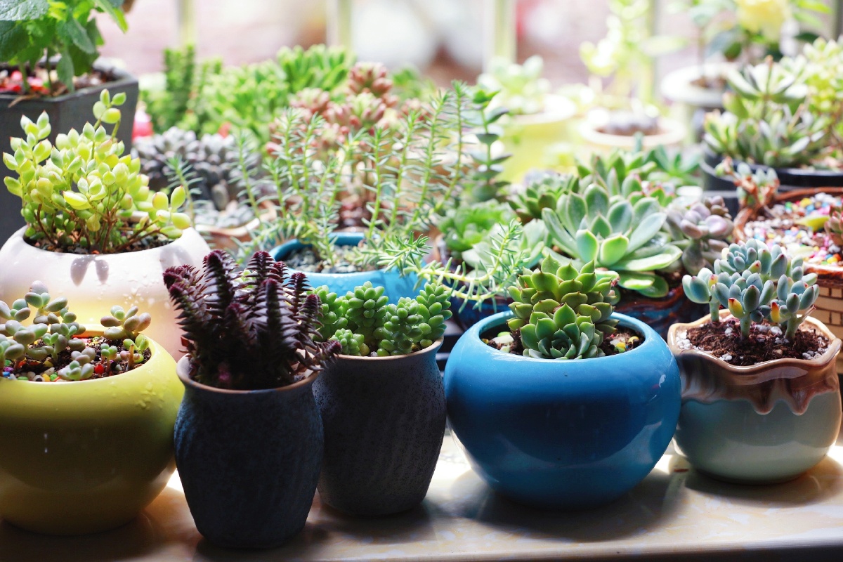 小生活中的多肉