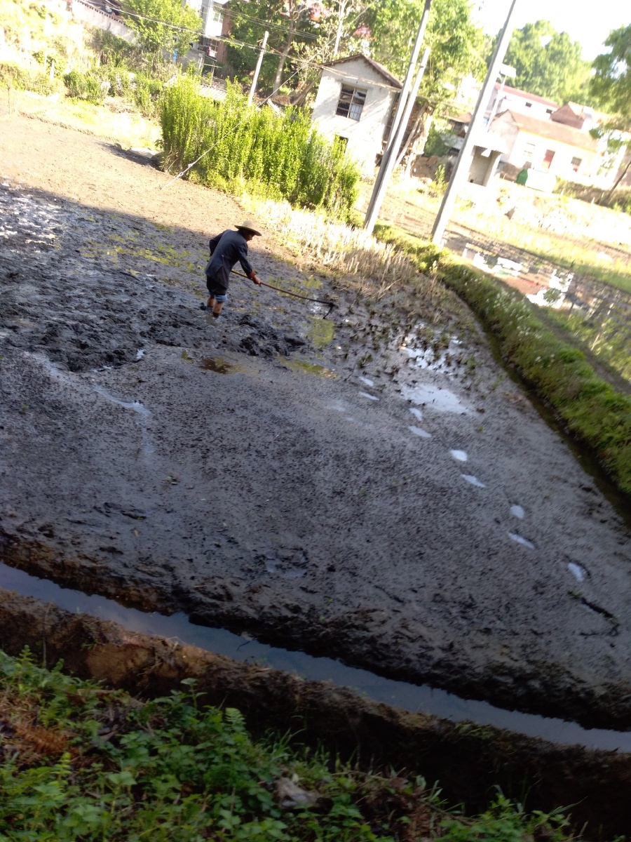 农村人在盘泥巴田,看着好暖心!