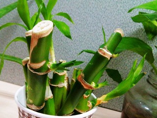 IMG00062-20110228-0830