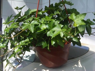 IMG00207-20110313-1113