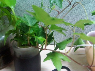 IMG00272-20110325-0933