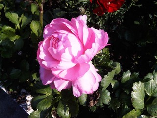 IMG00277-20110326-1436