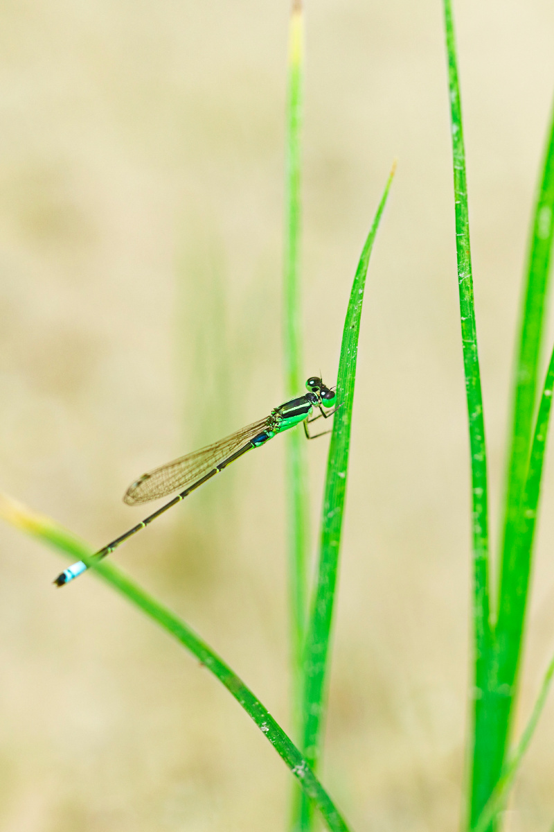 一只可爱的小蜻蜓