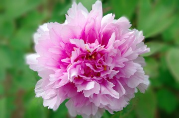 IMGP1047.jpg