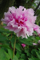 IMGP1059.jpg