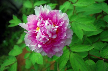 IMGP1064.jpg