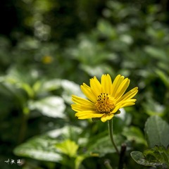 _DSC0795-fuben
