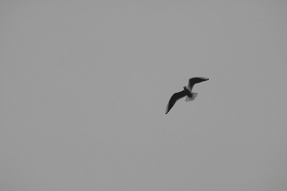 Free bird<br />