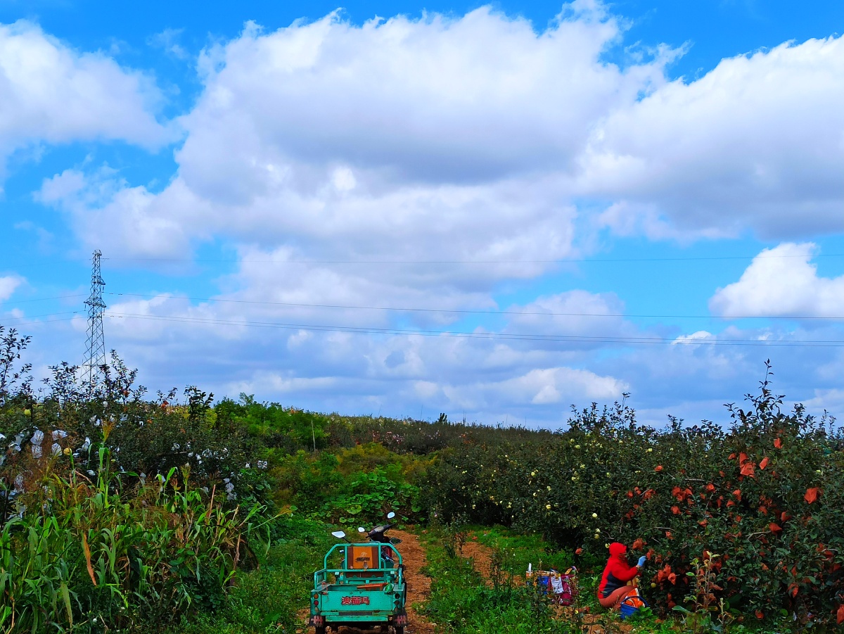 烟台苹果生产现场摘袋