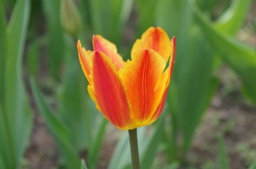 IMGP2319.JPG