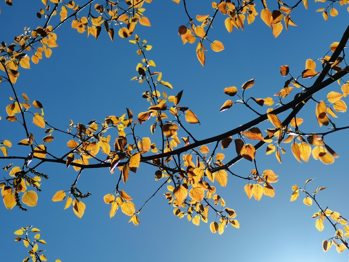 早春会唱歌的山杨树