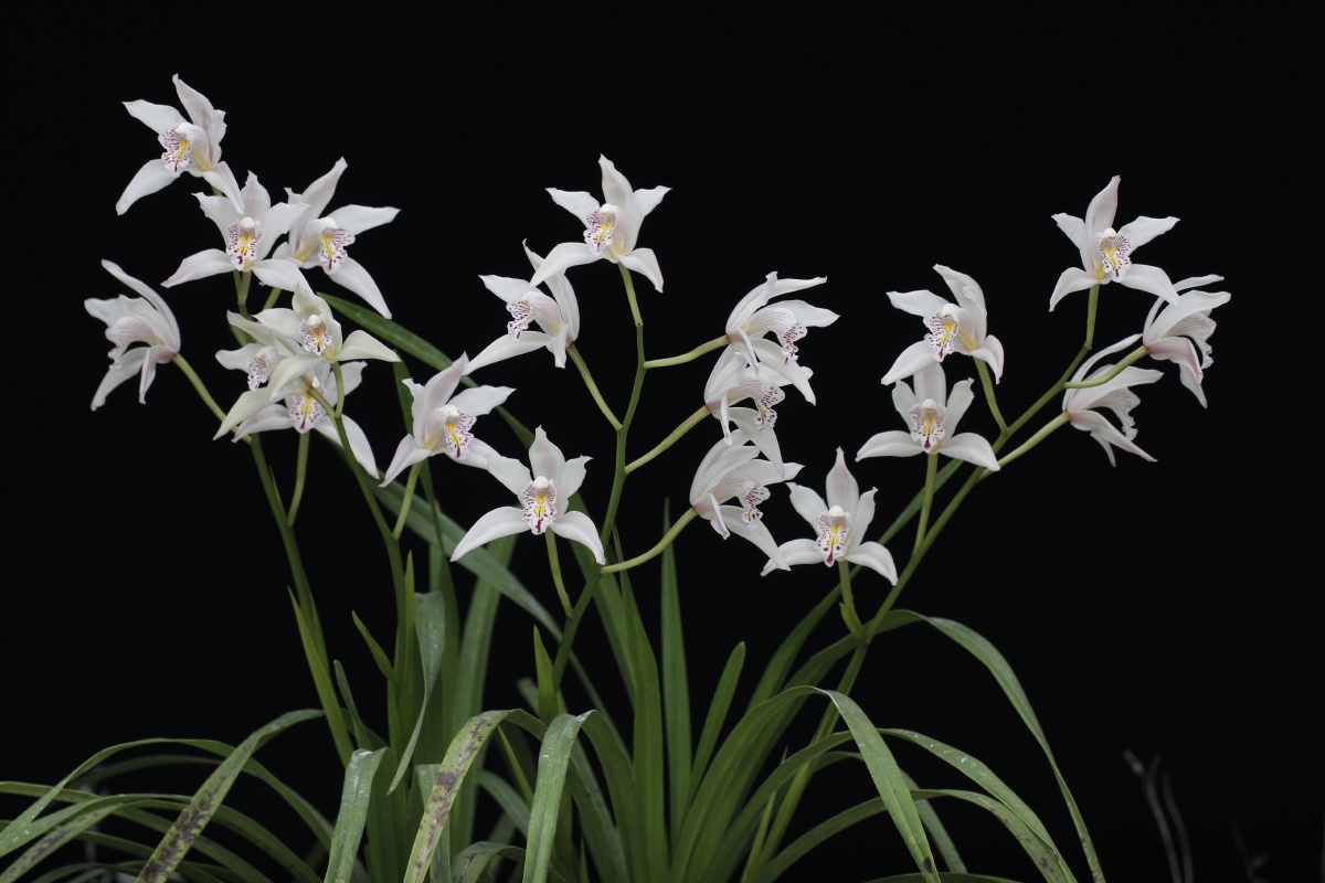 自己种的海南美花兰开的很灿烂啊