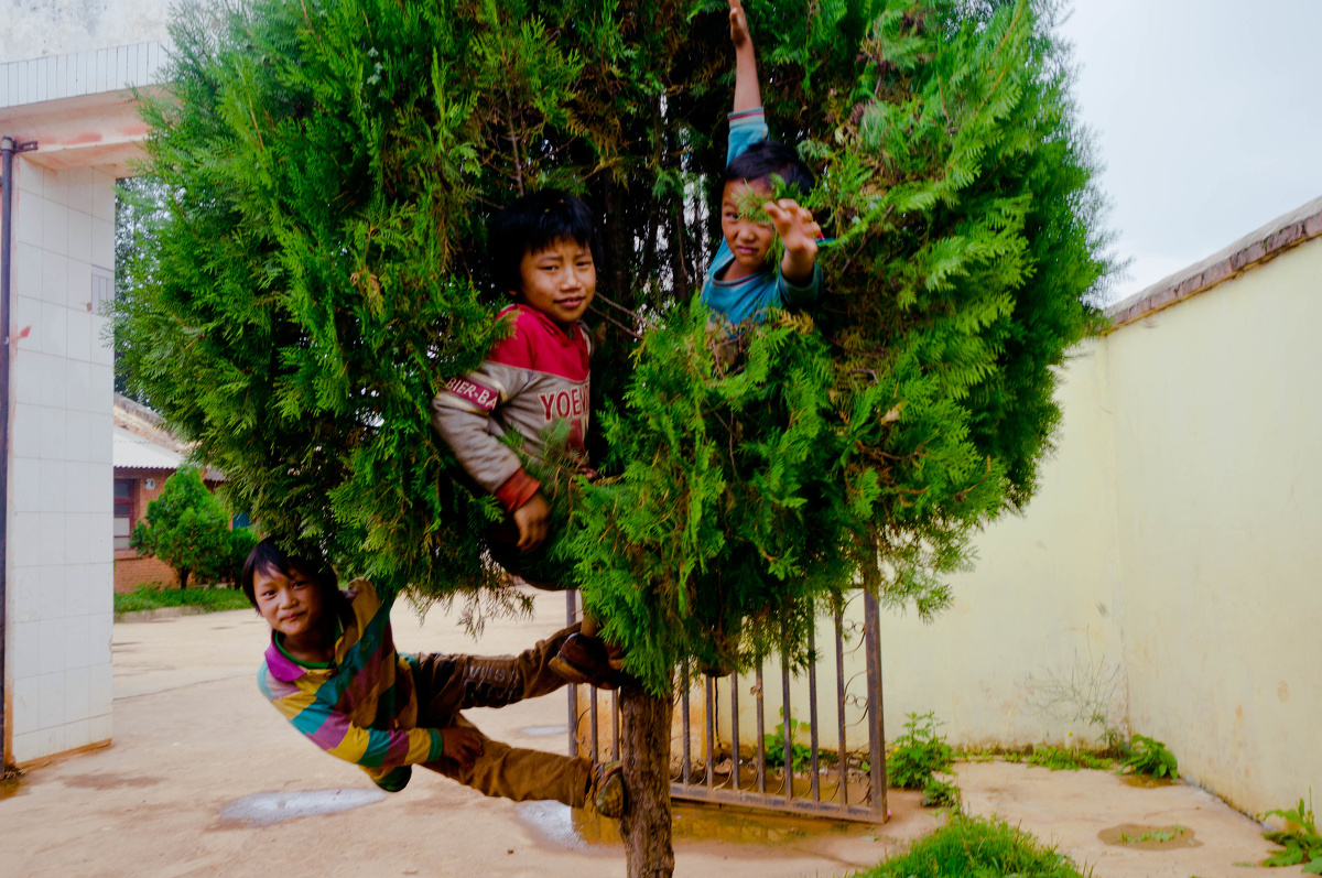 树童(孩子拍摄)