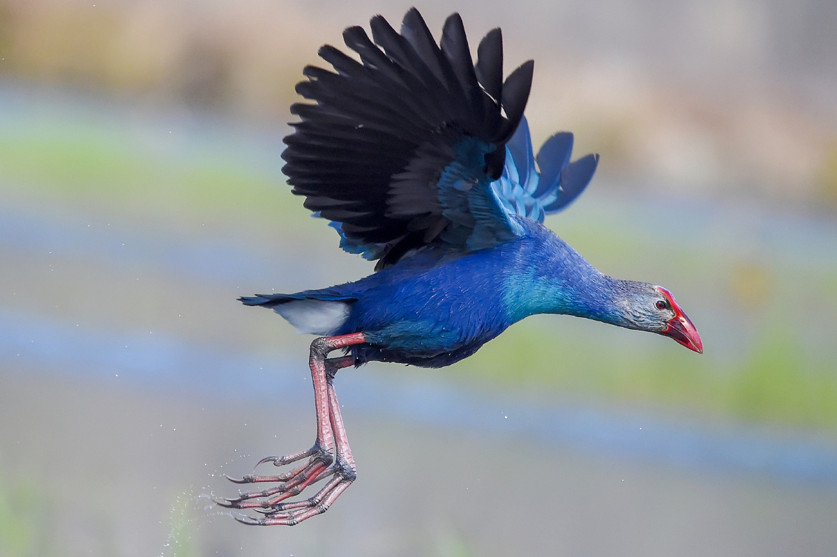 云南省鸟紫水鸡