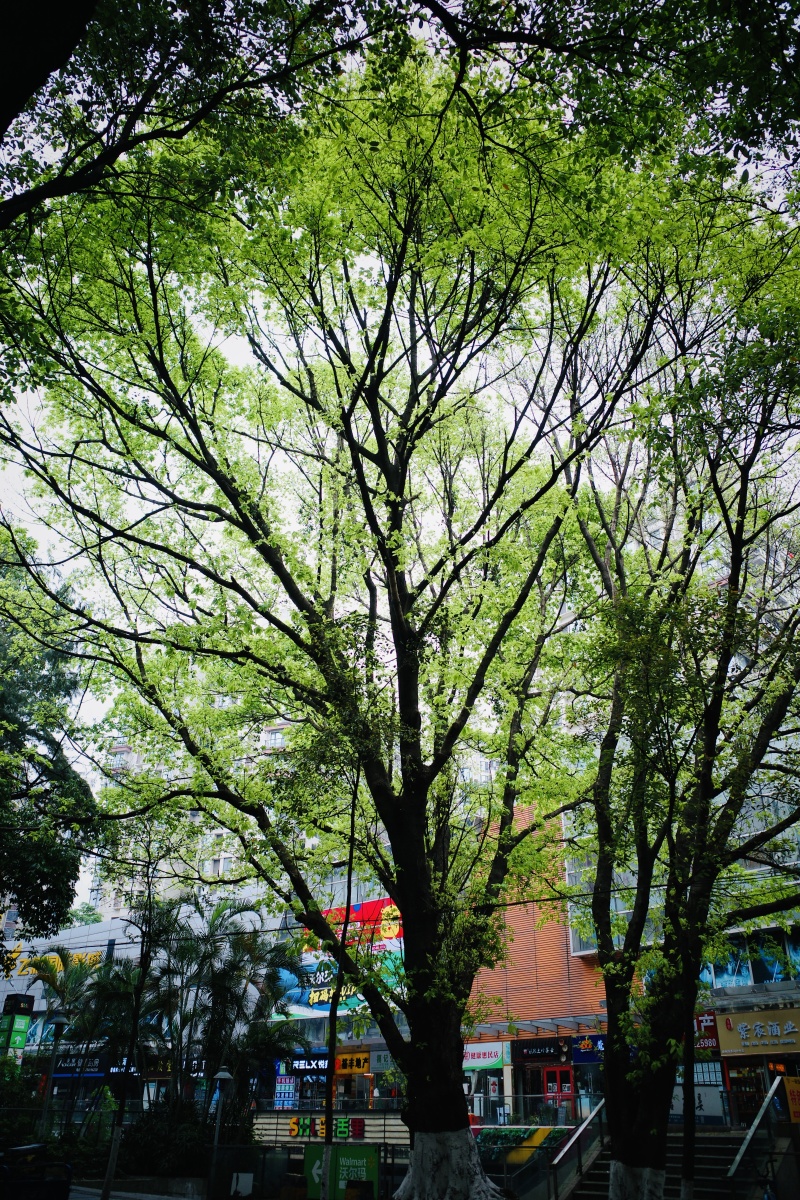 春天的满树新绿